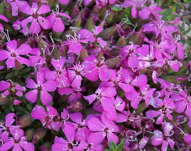 Saponaria 'Bressingham' 